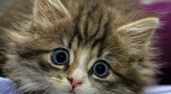 Kotek zjada wypełniacz do toalety, co robić niż niebezpieczne